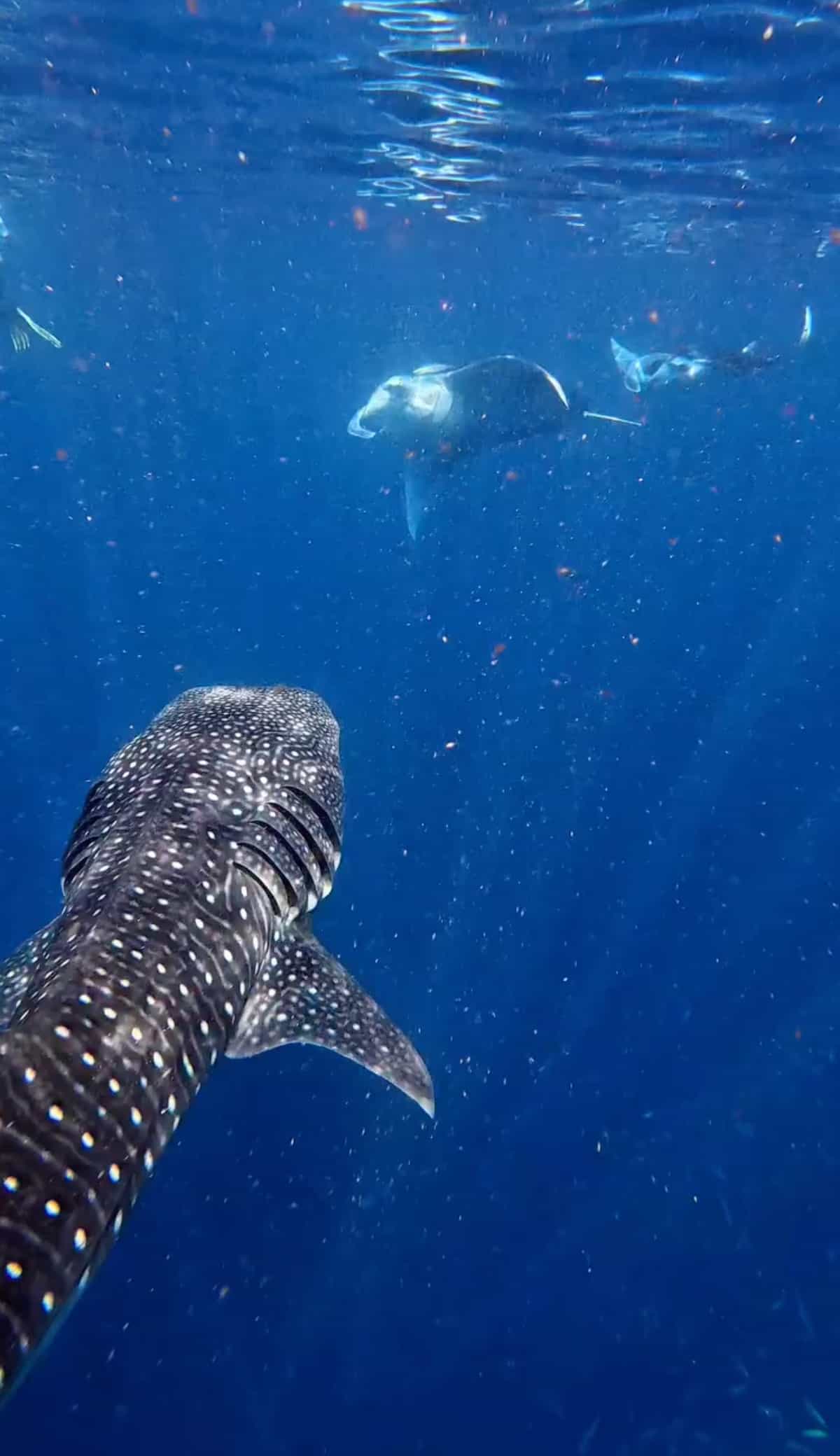 Whale Sharks & Manta Rays