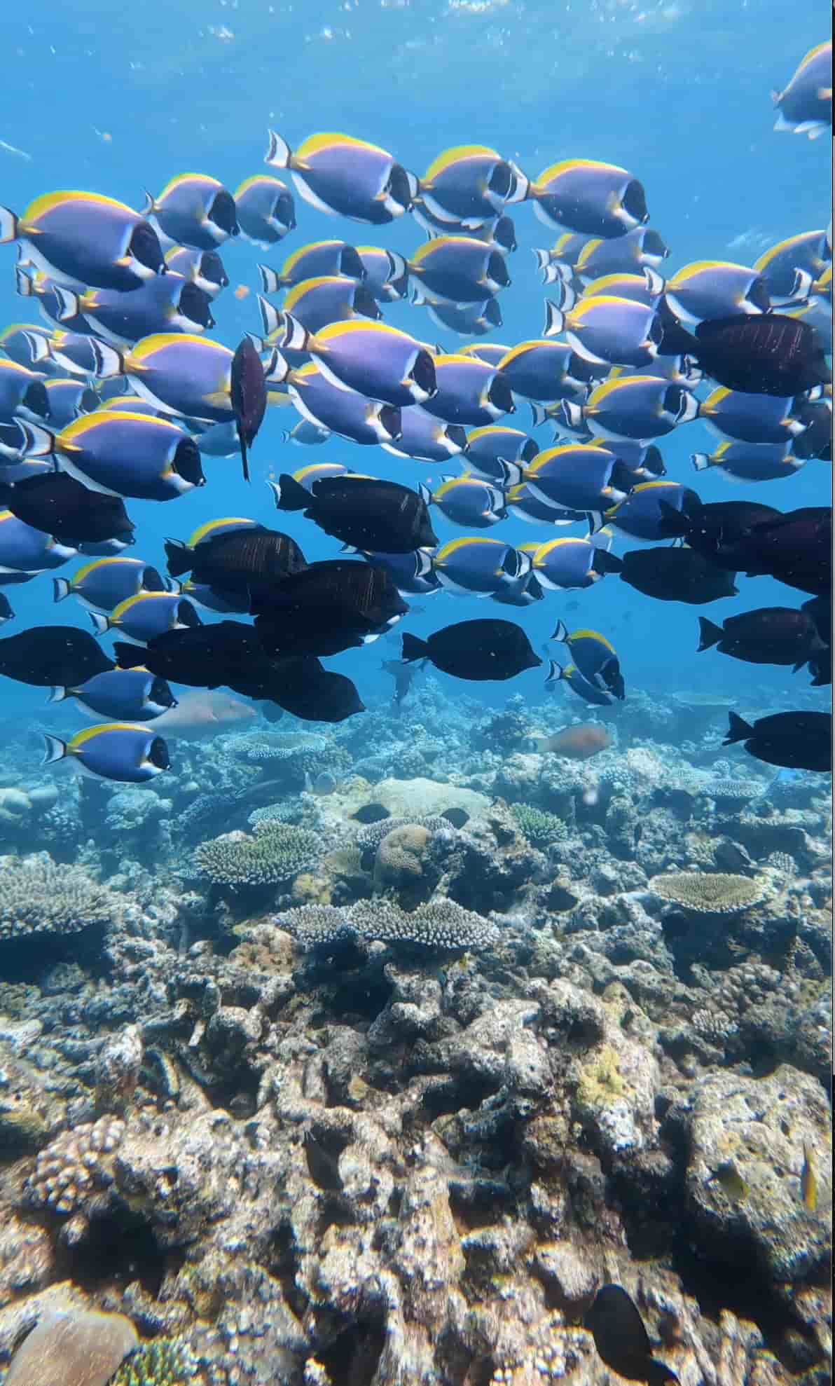 Explore the Coral Reef