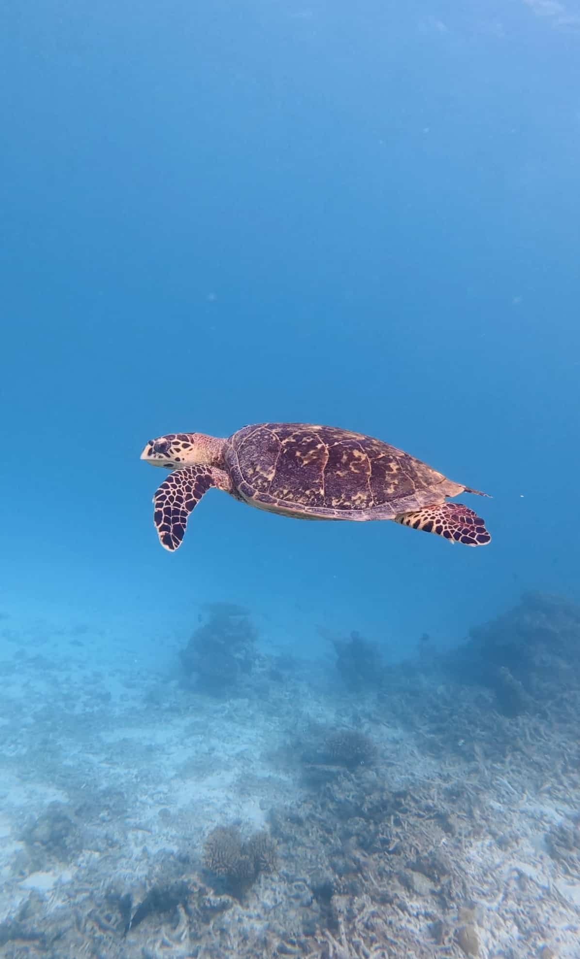 Swim with Sea Turtles