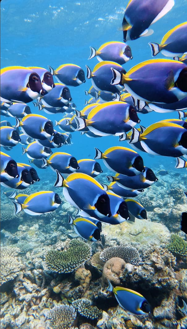 Snorkeling in the Coral Reef