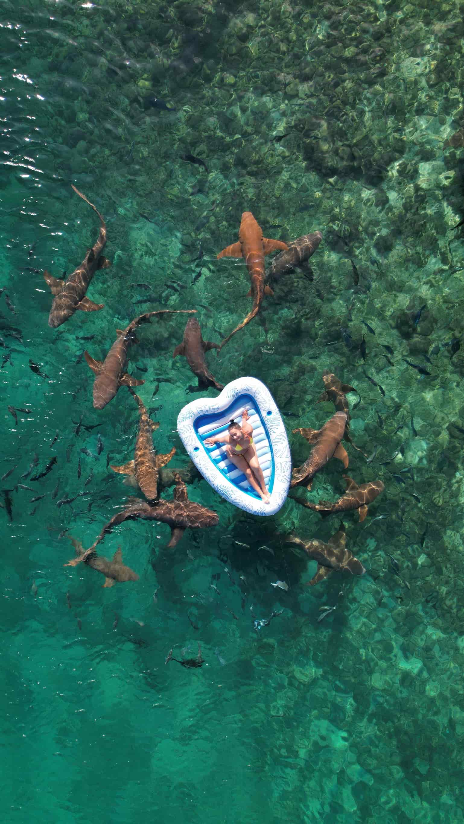 Snorkeling with Nurse Sharks