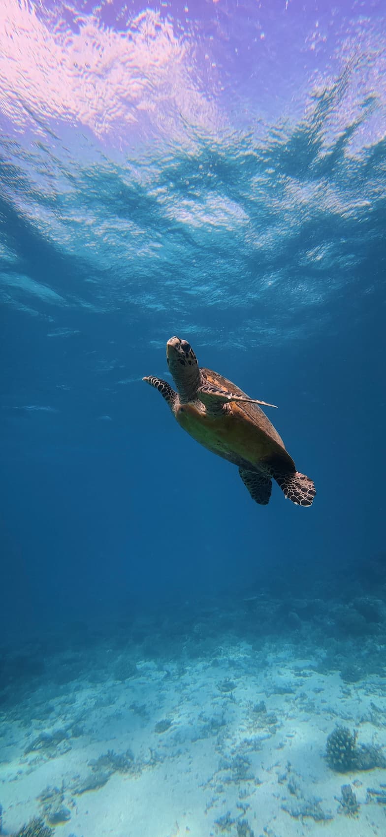 Snorkeling with Turtles