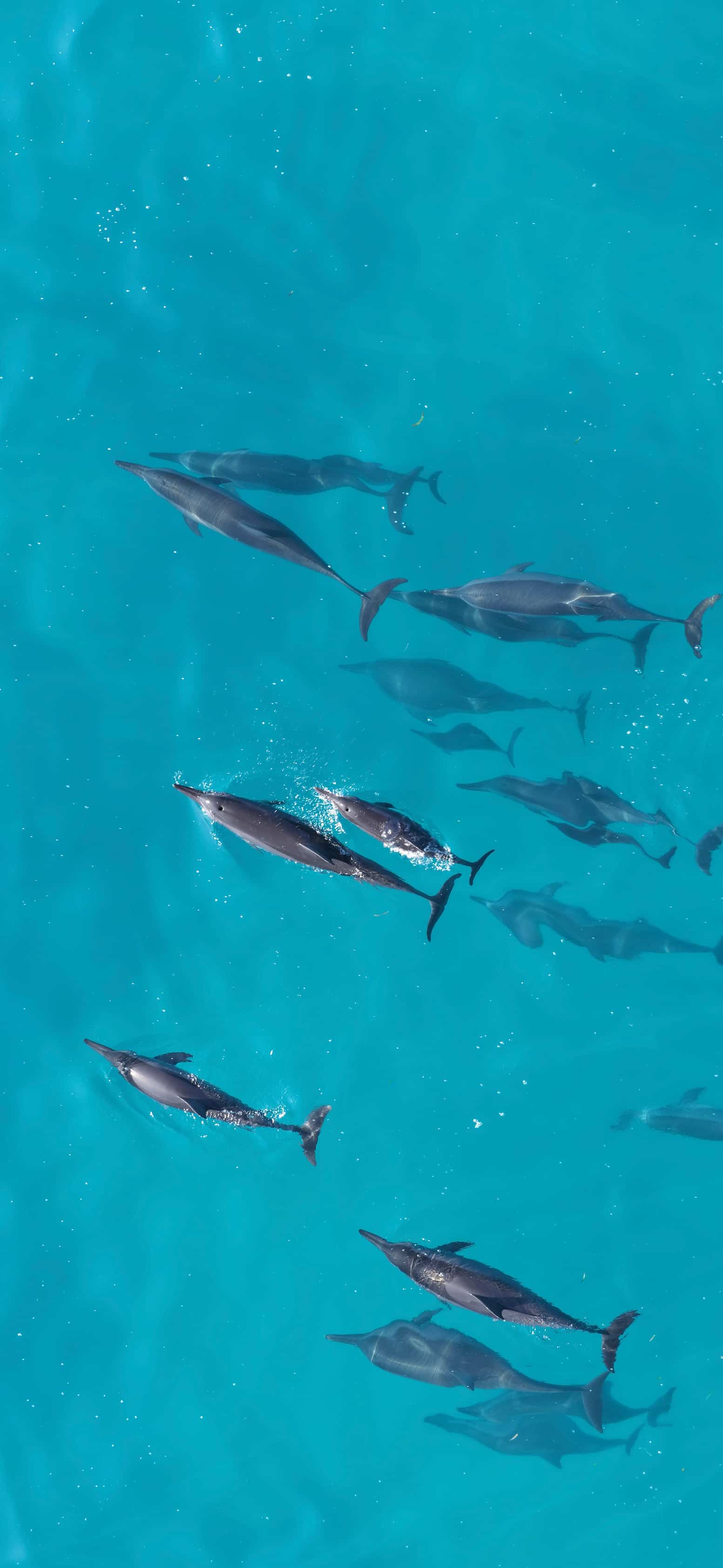 Swimming with Dolphins