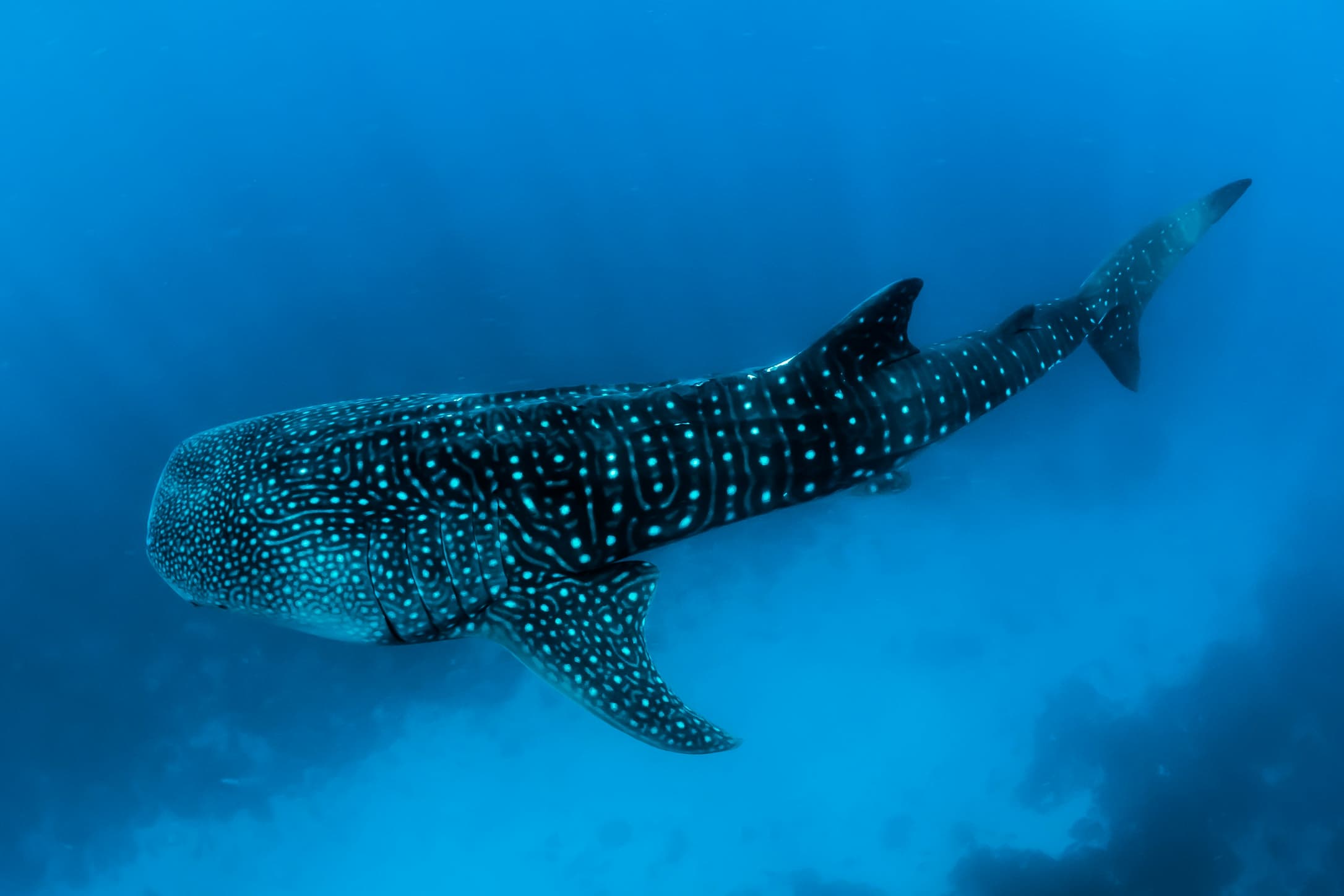 Full Day Whale Shark and Manta Ray Excursion
